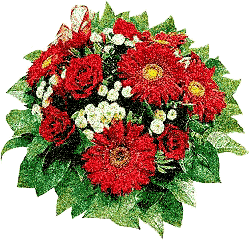 Bordowy gerber z kroplami deszczu